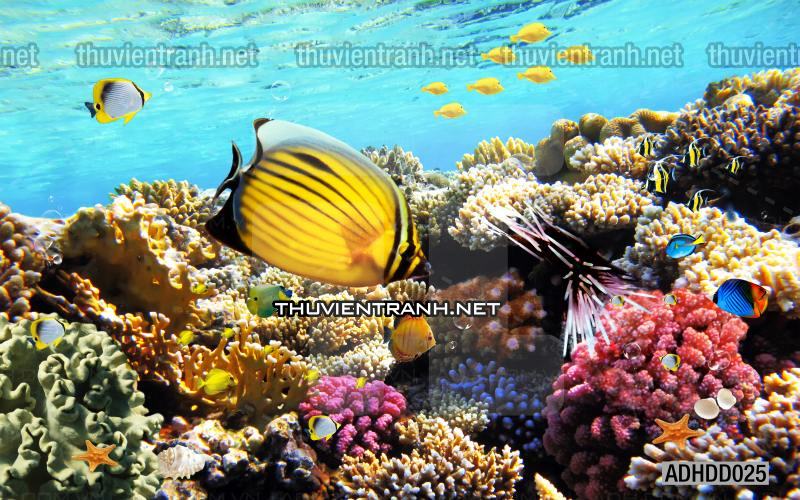 Tranh 3D cảnh dưới đáy Đại Dương xanh, tranh dán tường trang trí sinh vật Biển - Kết quả tìm kiếm tranh tường