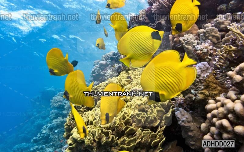 Tranh 3D cảnh dưới đáy Đại Dương xanh, tranh dán tường trang trí sinh vật Biển - Kết quả tìm kiếm tranh tường