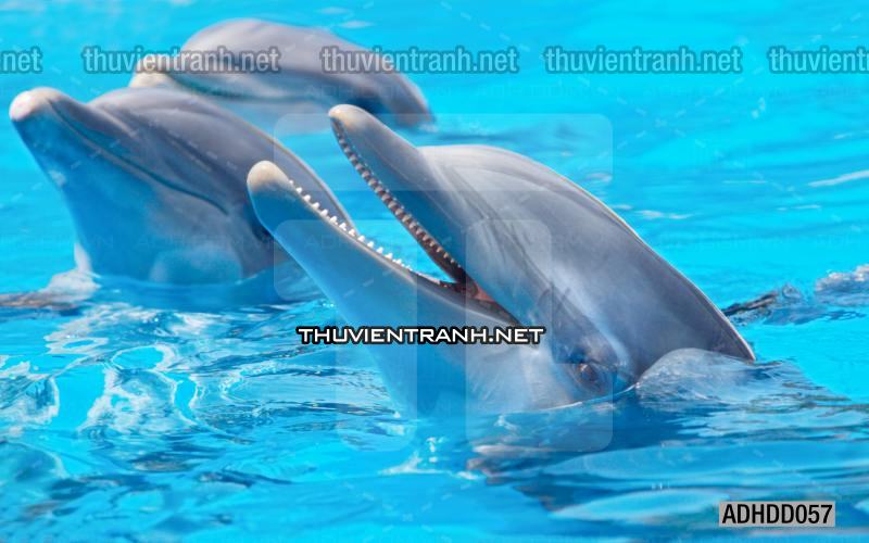Tranh 3D cảnh dưới đáy Đại Dương xanh, tranh dán tường trang trí sinh vật Biển - Kết quả tìm kiếm tranh tường