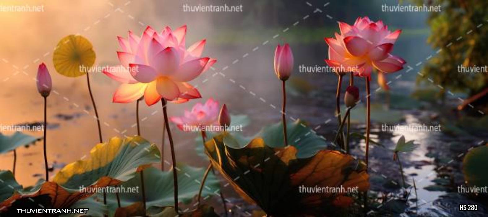 Tranh dán tường Hoa Sen - Tranh tường chất lượng cao